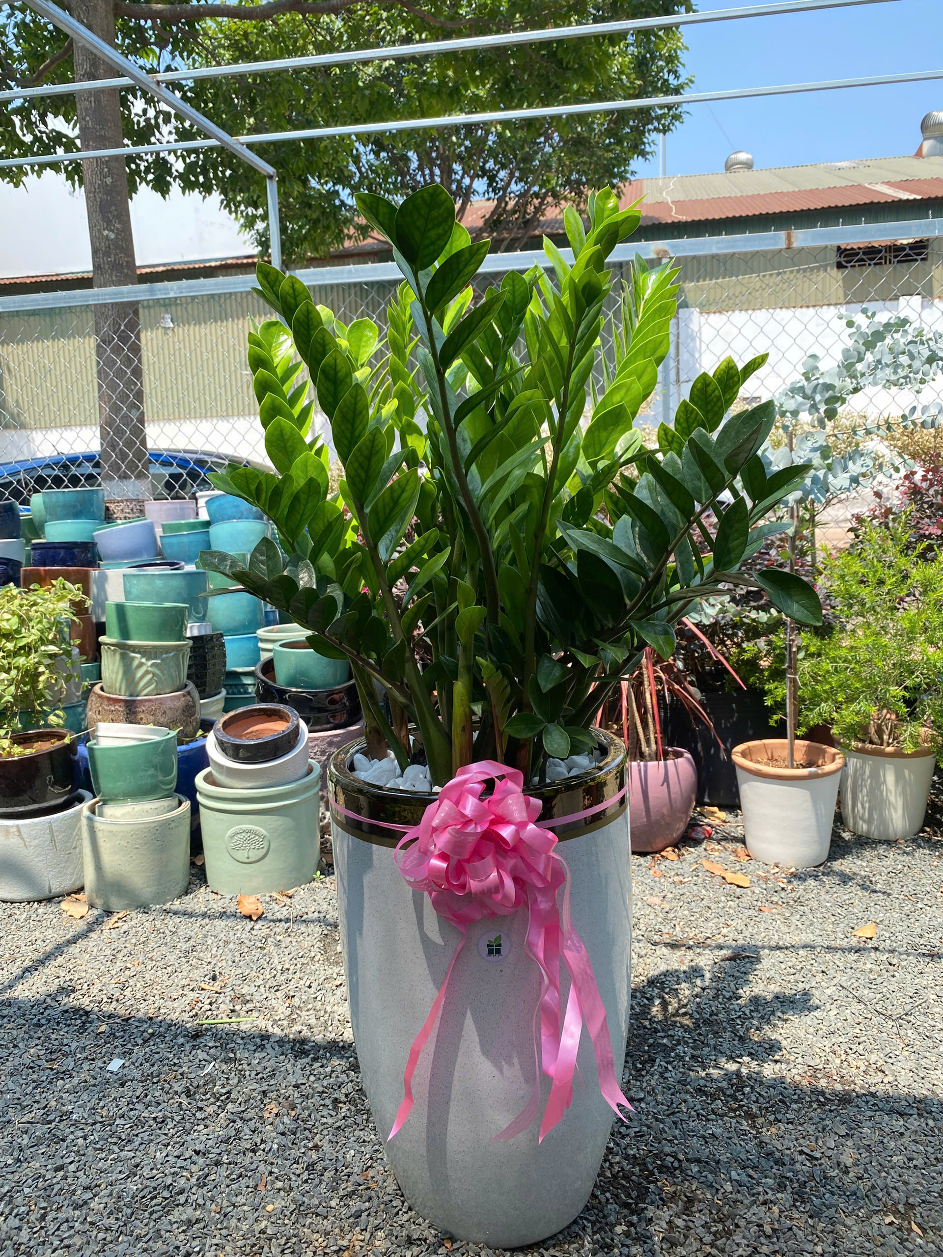 Chậu cây kim tiền